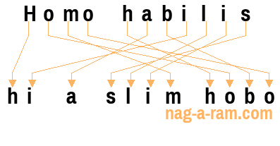 An anagram of 'Homo habilis' is 'hi a slim hobo'